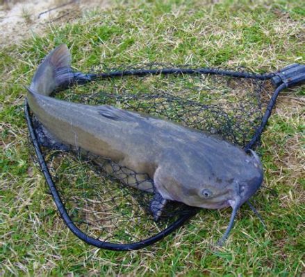 黑坑黑鯰魚怎麼釣 無論如何,你都不能錯過這條魚